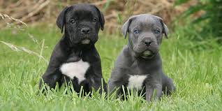 illustration article